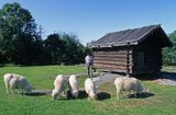 Sztokholm, pastuszek i owce w Skansenie, Szwecja