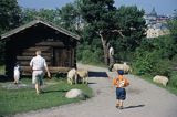Sztokholm, pastuszek i owce w Skansenie, Szwecja