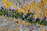 wyspa Utklippan, szkiery koło Karlskrony, Blekinge, Szwecja, fiołek trójbarwny Viola tricolor