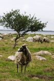 wyspa Utlangan, owce na pastwisku, szkiery koło Karlskrony, Blekinge, Szwecja