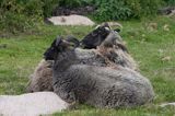 wyspa Utlangan, owce na pastwisku, szkiery koło Karlskrony, Blekinge, Szwecja