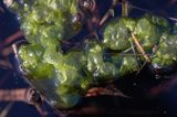 taśma Enteromorpha intestinalis