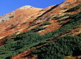 Tatry Ornak, kosodrzewina i borówczyska