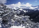 Tatry Zachodnie, Na Bobrowcu, kosodrzewina