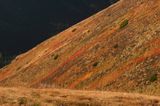 Tatry borówczyska na stoku Ornaku