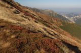 Tatry borówczyska na stoku Ornaku