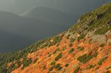 Tatry borówczyska na stoku Ornaku