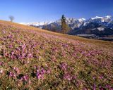 krokusy i Giewont, Podhale i Tatry, Krokus spiski, szafran spiski, Crocus scepusiensis