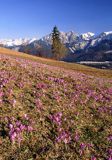 krokusy i Giewont, Podhale i Tatry, Krokus spiski, szafran spiski, Crocus scepusiensis