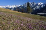 krokusy i Giewont, Podhale i Tatry