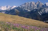 Tatry,krokusy na stokach Gubałówki, panorama, od lewej Kozi Wierch, Zawratowa Turnia, Świnica, Kasprowy Wierch, Długi Giewont, Giewont