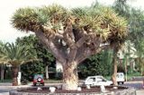 Wyspy Kanaryjskie, Dracena właściwa- Smocze drzewo, Costa del Silencio, Teneryfa