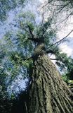 topola czarna, sokora, Populus nigra, pień