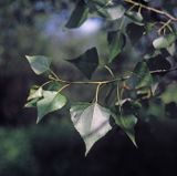 topola czarna sokora) Populus nigra) , liście