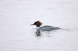 tracz nurogęś Mergus merganser samica