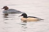 tracz nurogęś Mergus merganser