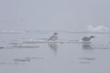 tracz nurogęś Mergus merganser, samica