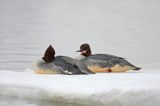 tracz nurogęś Mergus merganser