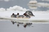 tracz nurogęś Mergus merganser