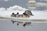 tracz nurogęś Mergus merganser