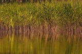 Trzcina pospolita Phragmites australis) Phragmites communes