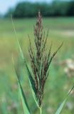 trzcina pospolita Phragmites australis)