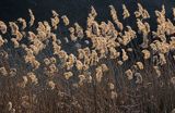 trzcina pospolita Phragmites australis) , trzcinowisko