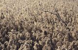 trzcina pospolita Phragmites australis) , trzcinowisko