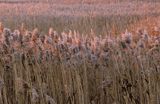 trzcina pospolita Phragmites australis) , trzcinowisko