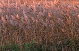 trzcina pospolita Phragmites australis) , trzcinowisko