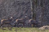 jeleń szlachetny, europejski, Cervus elaphus elaphus jeleń karpacki