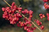 Trzmielina owoce Euonymus europaeus trzmielina zwyczajna) ,