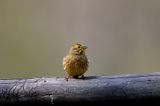 trznadel Emberiza citrinella