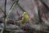 trznadel Emberiza citrinella samiec