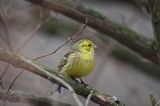 trznadel Emberiza citrinella samiec