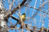 trznadel Emberiza citrinella