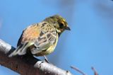 trznadel Emberiza citrinella