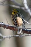 trznadel Emberiza citrinella