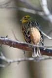 trznadel Emberiza citrinella