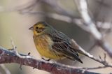 trznadel Emberiza citrinella