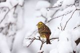 Trznadel, Emberiza citrinella