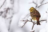 Trznadel, Emberiza citrinella