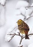 Trznadel, Emberiza citrinella