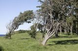 Drzewa smagane wiatrem na wyspie Tuno, Kattegat, Dania