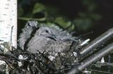 Turkawka Streptopelia turtur, pisklęta w gnieździe