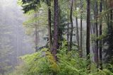 Las, projektowany Turnicki Park Narodowy