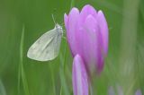 Bielinek na zimowicie, BieliPieris rapaenek rzepnik, Pieris rapae, Zimowit jesienny,