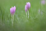 Zimowit jesienny, Colchicum autumnale