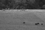 jeleń szlachetny, europejski, Cervus elaphus elaphus jeleń karpacki, dziki i lis, projektowany Turnicki Park Narodowy