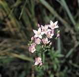 tysiącznik = centuria pospolita Centaurium umbellatum